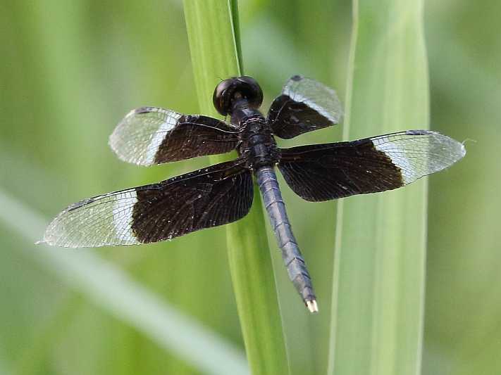 J19_9239 Neurothemis tullia male.JPG